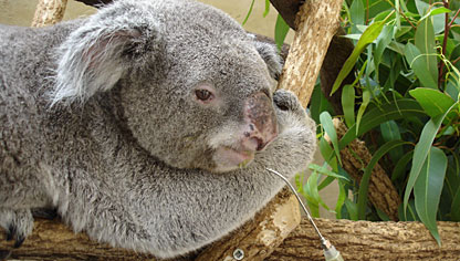 Koalas in Duisburg Zoo